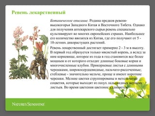 Ревень лекарственный 
Ботаническое описание. Родина предков ревеня- 
высокогорья Западного Китая и Восточного Тибета. Однако 
для получения аптекарского сырья ревень специально 
культивируют во многих европейских странах. Наибольшее 
его количество ввозится из Китая, где его получают от 5 - 
10-летних дикорастущих растений. 
Ревень лекарственный достигает примерно 2 - 3 м в высоту. 
В первый год образуется только мясистый корень, а вслед за 
ним корневище, которое из года в год становится все более 
мощным и от которого отходят длинные боковые корни и 
многочисленные клубни. Прикорневые листья с длинными 
черешками, широкосердцевидные, пальчато-рассеченные; 
стеблевые - значительно мельче, проще и имеют короткие 
черешки. Мелкие цветки сгруппированы в метельчатые 
соцветия, которые выходят из пазух ладьевидных верхних 
листьев. Во время цветения цветонос удлиняется. 
 