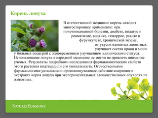 В отечественной медицине корень находит 
многостороннее применение: при 
почечнокаменной болезни, диабете, подагре и 
ревматизме, водянке, геморрое, рахите и 
Корень лопуха 
золотухе, фурункулезе, хронической экземе, 
запоре, а также от укусов ядовитых животных. 
Экстракт корней улучшает состав крови и мочи 
у больных подагрой с одновременным улучшением клинического статуса. 
Использование лопуха в народной медицине не могли не привлечь внимание 
ученых. Результаты подробного исследования фармакологических свойств 
этого растения подтвердили его уникальность. Отечественными 
фармакологами установлено противоопухолевое действие спиртового 
экстракта корня лопуха при экспериментальных злокачественных опухолях на 
животных. 
 