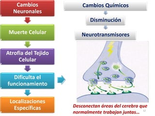 Cambios
Neuronales
Muerte Celular
Atrofia del Tejido
Celular
Dificulta el
funcionamiento
Localizaciones
Específicas
Cambios Químicos
Disminución
Neurotransmisores
12
Desconectan áreas del cerebro que
normalmente trabajan juntas…
 