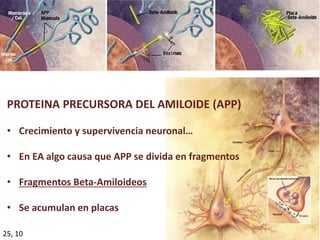 13
PROTEINA PRECURSORA DEL AMILOIDE (APP)
• Crecimiento y supervivencia neuronal…
• En EA algo causa que APP se divida en fragmentos
• Fragmentos Beta-Amiloideos
• Se acumulan en placas
25, 10
 