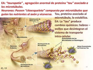 41, 13
14
EA: “tauropatía” , agregación anormal de proteína “tau” asociada a
los microtúbulos.
Neuronas: Poseen “citoesqueleto” compuesto por microtúbulos que
guían los nutrientes al axón y viceversa. Tau, proteína asociada al
microtúbulo, lo estabiliza.
EA: La “tau” produce
cambios químicos: hebras –
ovillos que desintegran el
sistema de transporte
intra-celular.
 
