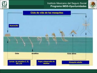 Instituto Mexicano del Seguro Social
Programa IMSS-Oportunidades
Ciclo de vida de los mosquitos
Larvas de estadios I, II,
III y IV
Mosquito adultoPupa y desarrollo de
adultos
Ciclo acuático Ciclo aéreo
Huevecillo
 
