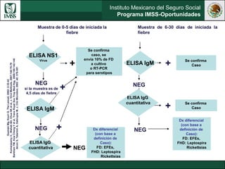 Instituto Mexicano del Seguro Social
Programa IMSS-Oportunidades
Muestra de 0-5 días de iniciada la
fiebre
+
Se confirma
caso, se
envía 10% de FD
a cultivo
o RT-PCR
para serotipos
Muestra de 6-30 días de iniciada la
fiebre
Se confirma
Caso+
NEG
+ Se confirma
Caso
NEG
ELISA NS1
Virus
ELISA IgM
ELISA IgG
cuantitativa
NEG
si la muestra es de
4,5 días de fiebre
GuzmánMg,KouriG.TheLancet,2002;2:33-42
KumarasamyV.,WahabAH,ChuaSKetal,J.VirolMethods,2007;140:75-79
BarkhamTM,KowChengYetal,TransRoyalSocTropMedHyg,2006;100:142-148
AlconS,TalarminA,DebruyneM,J.ClinMicrobiol,2002;40:376-381
ELISA IgM
NEG
ELISA IgG
cuantitativa
+
+
NEG
Dx diferencial
(con base a
definición de
Caso):
FD: EFEs,
FHD: Leptospira
Rickettsias
Dx diferencial
(con base a
definición de
Caso):
FD: EFEs,
FHD: Leptospira
Rickettsias
 