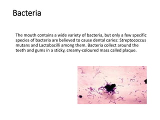 Bacteria
The mouth contains a wide variety of bacteria, but only a few specific
species of bacteria are believed to cause dental caries: Streptococcus
mutans and Lactobacilli among them. Bacteria collect around the
teeth and gums in a sticky, creamy-coloured mass called plaque.
 