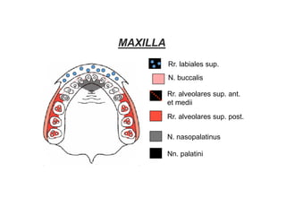 Rr. labiales sup.
N. buccalis
Rr. alveolares sup. ant.
et medii
Rr. alveolares sup. post.
N. nasopalatinus
Nn. palatini
MAXILLA
 