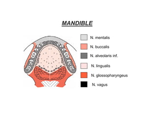 N. mentalis
N. alveolaris inf.
N. buccalis
N. lingualis
N. glossopharyngeus
N. vagus
MANDIBLE
 