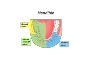 Mandible
Buccal
block
Inferior
alveolar
block
Incisive
block
 