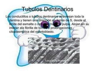 Dentina peritubular y intertubular
Estos dos tipos de dentina se diferencian por su distinto
  grado de calcificación.
• L...