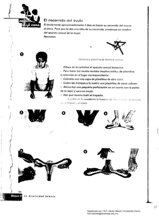 El recorrido del óvulo
El óvulo tarda aproximadamente 3 días en hacer su recorrido del ovario
I
al útero. Para que te des una idea de su recorrido, construye un modelo 

del aparato sexual de la mujer. 

Necesitas: 

Cartulina y plastilina de distintos colores
Dibuja en la cartulina el aparato sexual femenino.
¿ Para hacer los óvulos moldea muchas bolita.:. de plastilina
y colócalas en el lugar correspondiente.
Cúbrelas con una capa de plastilina de otro coler.
4. Cubre las trompas y la matriz con plastilina de otros colores.
:; Ahora haz una pequeña perforación en un ovario con la punta
de tu lápiz y saca un óvulo.
6. 	Haz que recorra todo el trayecto.
Escribe en tu cuaderno la funcían de;): '. .JO::
o 

..
ov
.. ~ 	 !! 'f J} ,
,! '¡";­
'," : ; .,' ¿
"" ",", 4f"';"¡
{

94
%..~
',!;.	 Bloque 3 la lIiversillall humana
~ le
.~~ _ , , " 'i
1I 

Digitalizado por: I.S.C. Hèctor Alberto Turrubiartes Cerino
hturrubiartes@beceneslp.edu.mx
 