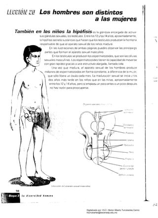 Los hombres son distintos
a las mujeres
También en los niños la hipófisis es la glándula encargada de activar
sus glándulas sexuales, los testículos, Entre los 12 y los 14 años, aproximadamente,
la hipófisIs secreta sustancias que hacen que los testículos produzcan la hormona 
responsable de que el aparato sexual de los niños madure.
En las ilustraciones ~e ambas páginas puedes observar las princípai¡;s
partes que forman el aparato sexual masculino.
En los testículos se producen los espermatozoides, que son las células
sexuales masculinas. Los espermatozoides tienen la capacidad de moverse
con gran rapidez gracias a una estructura alargada, llamada cola,
Una vez que madura, el aparato sexual de los hombres produce
'", millones de espermatozoides en forma constante, a diferencia de la m:Jjer,

 que sólo libera un óvulo cada mes. La maduración sexual se inicia t.;nos
Con
dos años más tarde en los niños que en las niñas. aproximadamente que
entre los 12 y 14 años, pero si empiezél un poco antes o un poco después
no hay razón para preocuparse.
.'i
Ubíc¿;ciñn d.,¡ a.'Jarato :;exual masculino


,1---'-O'){1UCIC'S
/1 Sc'}'úr¡a:·:;.,:
~'lÍlr':~" P'o,!"­" ... . '" <J,O
j
I
: !
I+-~F:-:-f--i------ Uretra
¡--ri--­__ Pen~
Qrific/o unnario
98
La diversidad humana
Digitalizado por: I.S.C. Hèctor Alberto Turrubiartes Cerino
hturrubiartes@beceneslp.edu.mx
 