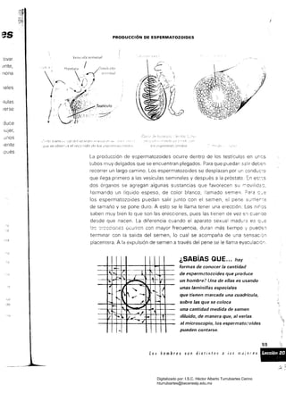 es PRODUCCIÓN DE ESPERMATOZOIDES
Vr-}s¡Cltla s(>rnindl
:tivar
l~nte.
nona
Jales
'Iulas
lerse
duce
IUJer.
unos
lente
;pués
producción de espermatozoides ocurre dentro de los testículos en unos
tubos muy delgados que se encuentran plegados. Para que puedan salir deben
recorrer un largo camino. Los espermatozoides se desplazan por un conduco
que llega primero a las vesículas seminales y después a la próstata n es~:s
dos órganos se agregan algunas sustancias que favorecen su :;ovil
formando un líquido espeso, de color blanco, I!amado semen Para C_'3
los espermatozoides puedan salir junto con el semen. el pene 3un1er'7a
de tamaño y se pone duro. A esto se le llama tener una erección. Los nlr'os
saben muy bien lo que son las erecciones. pues las tienen de vez 61 cCJanoo
desde que nacen. La diferencia cuando el aparato sexual madura es q~e
~~::::CC¡O~e3 OCiJríen con mayor frecuencia, duran más tiempo y pueds:l
terminar con la saiída del semen, lo cual se acompaña de una sensac:ón
placentera. A la expulsión de semen a través del pene se le llama eyaculacíór
,
...
.­11"'­ 1/ 1
:--..I. ,'­ ,
"';
I --­-""
'"1­ ~~r-
-... '­ 
"1­
'­ '"
..,
í 1"­ ' ,.,
iJ ~ , f"'-­
-ti
-
".•
,....
1)
,.......
r­
~
¡.
,
'1
).
.
,
¿SABíAS QUE... hay
formas de conocer la cantidad
de espermatozoides que produce
un homb!'e? Una de ellas es usando
unas laminillas especiales
que tienen marcada una cuadrícula,
sobre las que se coloca
una cantidad medida de semen
diluido, de manera que, al verlas
al microscopio, los espermato::oides
pueden contarse.
::=<, .
Digitalizado por: I.S.C. Hèctor Alberto Turrubiartes Cerino
hturrubiartes@beceneslp.edu.mx
 