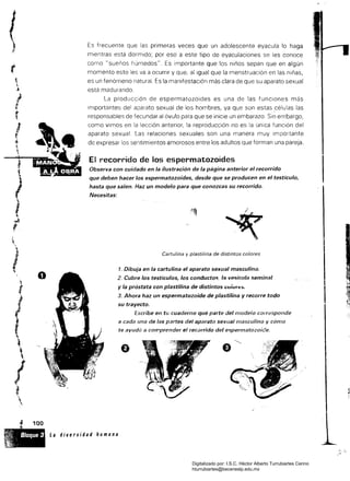 I
Es frecuente que las primeras veces que un adolescente eyacula lo haga
mientras está dormido; por eso a este tipo de eyaculaciones se les conoce
como" sueños húmedos". Es importante que los niños sepan que en algún
momento esto les va a ocurrir y que, al Igual que la menstruación en las niñas,
es un fenómeno natural. la manifestación más clara de que su aparato sexual
está madurando.
La producción de espermatozoides es una de las funciones más
importantes del rato sexual de los hombres, ya que son estas .células las
responsables de fecundar al óvulo para que se inicie un embarazo. Sin embargo,
como vimos en la lección anterior, la reproducción no es la única función del
aparato sexual. Las relaciones sexuales son una manera muy importante
de expresar los sentimientos amorosos entre los adultos que forman una pareja.
El recorrido de los espermatozoides
Observa con cuidado en la ilustración de la página anterior el recorrido
que deben hacer los espermatozoides, desde que se producen en el testículo,
hasta que salen. Haz un modelo para que conozcas su recorrido.
Necesitas:
1
Cartulina y plastilina de distintos colores
1. Dibuja en la cartulina el aparato sexual masculino.
2. Cubre los testículos, los conductos. 1;, vesícula seminal
y la próstata con plasti/ina de distintos c;o;urf:l:'.
3. Ahora haz un espermatozoide de plastilina y recorre todo
Isu trayecto.
Escribe en tti cuaderno qué parte del modejo corresponde
a cada una de las partes del aparato sexual masculino y cómo
te ayudó a cOrPprender el recarrido del espermatozoiée.

/t
'.'l.
., 100
!
!l~r
,~, " Bloque 3 La dÍllersidad humana
"f-: '
1,," :
Digitalizado por: I.S.C. Hèctor Alberto Turrubiartes Cerino
hturrubiartes@beceneslp.edu.mx
 