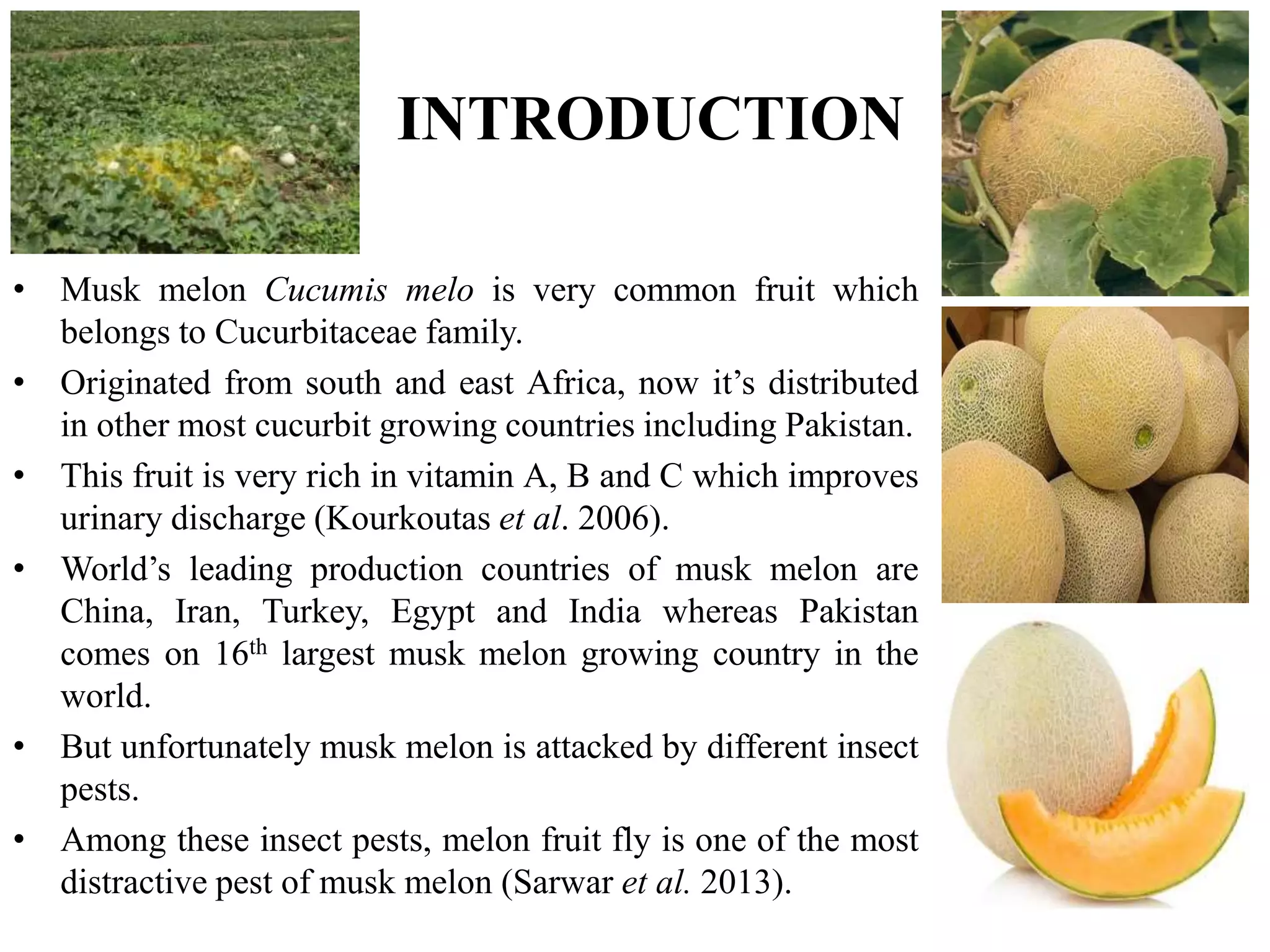 INTRODUCTION
• Musk melon Cucumis melo is very common fruit which
belongs to Cucurbitaceae family.
• Originated from south and east Africa, now it’s distributed
in other most cucurbit growing countries including Pakistan.
• This fruit is very rich in vitamin A, B and C which improves
urinary discharge (Kourkoutas et al. 2006).
• World’s leading production countries of musk melon are
China, Iran, Turkey, Egypt and India whereas Pakistan
comes on 16th largest musk melon growing country in the
world.
• But unfortunately musk melon is attacked by different insect
pests.
• Among these insect pests, melon fruit fly is one of the most
distractive pest of musk melon (Sarwar et al. 2013).
 