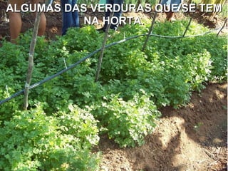 ALGUMAS DAS VERDURAS QUE SE TEM NA HORTA. 