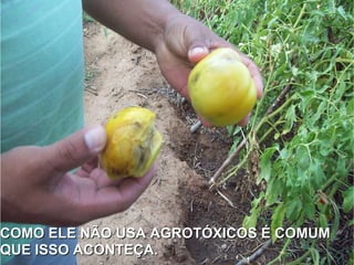 COMO ELE NÃO USA AGROTÓXICOS É COMUM QUE ISSO ACONTEÇA. 