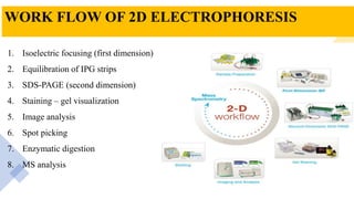 WORK FLOW OF 2D ELECTROPHORESIS
1. Isoelectric focusing (first dimension)
2. Equilibration of IPG strips
3. SDS-PAGE (second dimension)
4. Staining – gel visualization
5. Image analysis
6. Spot picking
7. Enzymatic digestion
8. MS analysis
 