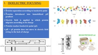 Protein separation according to isoelectric point
Proteins introduced into immobilized pH
gradient
Electric field is applied in which protein
migrates according to its charge
Protein reaches Isoelectric point (pI)
pH = pI protein does not move in electric field
owing to the lack of charge
1. ISOELECTRIC FOCUSING
 