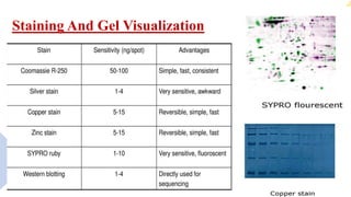Staining And Gel Visualization
 