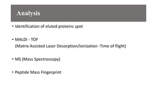 Analysis
• Identification of eluted proteins spot
• MALDI - TOF
(Matrix Assisted Laser Desorption/Ionization -Time of flight)
• MS (Mass Spectroscopy)
• Peptide Mass Fingerprint
 