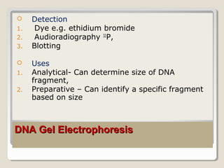 DNA Gel ElectrophoresisDNA Gel Electrophoresis
 Detection
1. Dye e.g. ethidium bromide
2. Audioradiography 32
P,
3. Blotting
 Uses
1. Analytical- Can determine size of DNA
fragment,
2. Preparative – Can identify a specific fragment
based on size
 