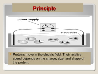 PrinciplePrinciple
 Proteins move in the electric field. Their relative
speed depends on the charge, size, and shape of
the protein.
 