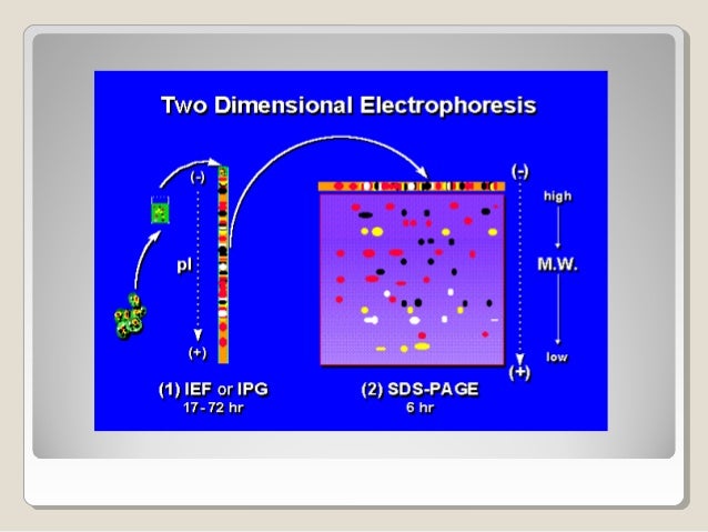 2d gel electrophoresis