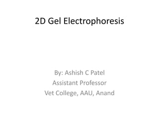 2D Gel Electrophoresis
By: Ashish C Patel
Assistant Professor
Vet College, AAU, Anand
 