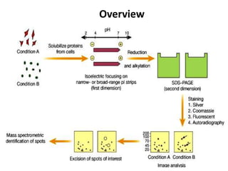 2 d gel electrophoresis | PPTX