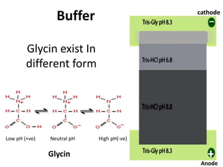 Glycin exist In
different form
Low pH (+ve) Neutral pH High pH(-ve)
Glycin
Buffer cathode
Anode
 