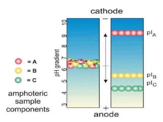 2 d gel electrophoresis | PPTX