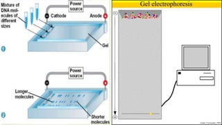 2 d gel electrophoresis | PPTX