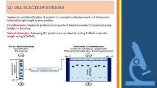 2 d gel electrophoresis | PPTX