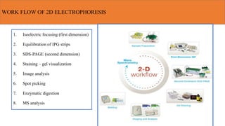 2 d gel electrophoresis | PPTX