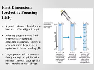 2 Dimensional Gel Electrophoresis (2-DE) | PPT