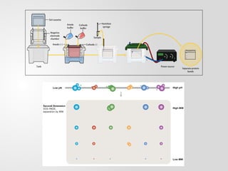 2 Dimensional Gel Electrophoresis (2-DE) | PPT