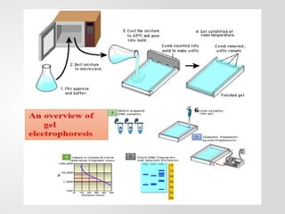 2 Dimensional Gel Electrophoresis (2-DE) | PPTX