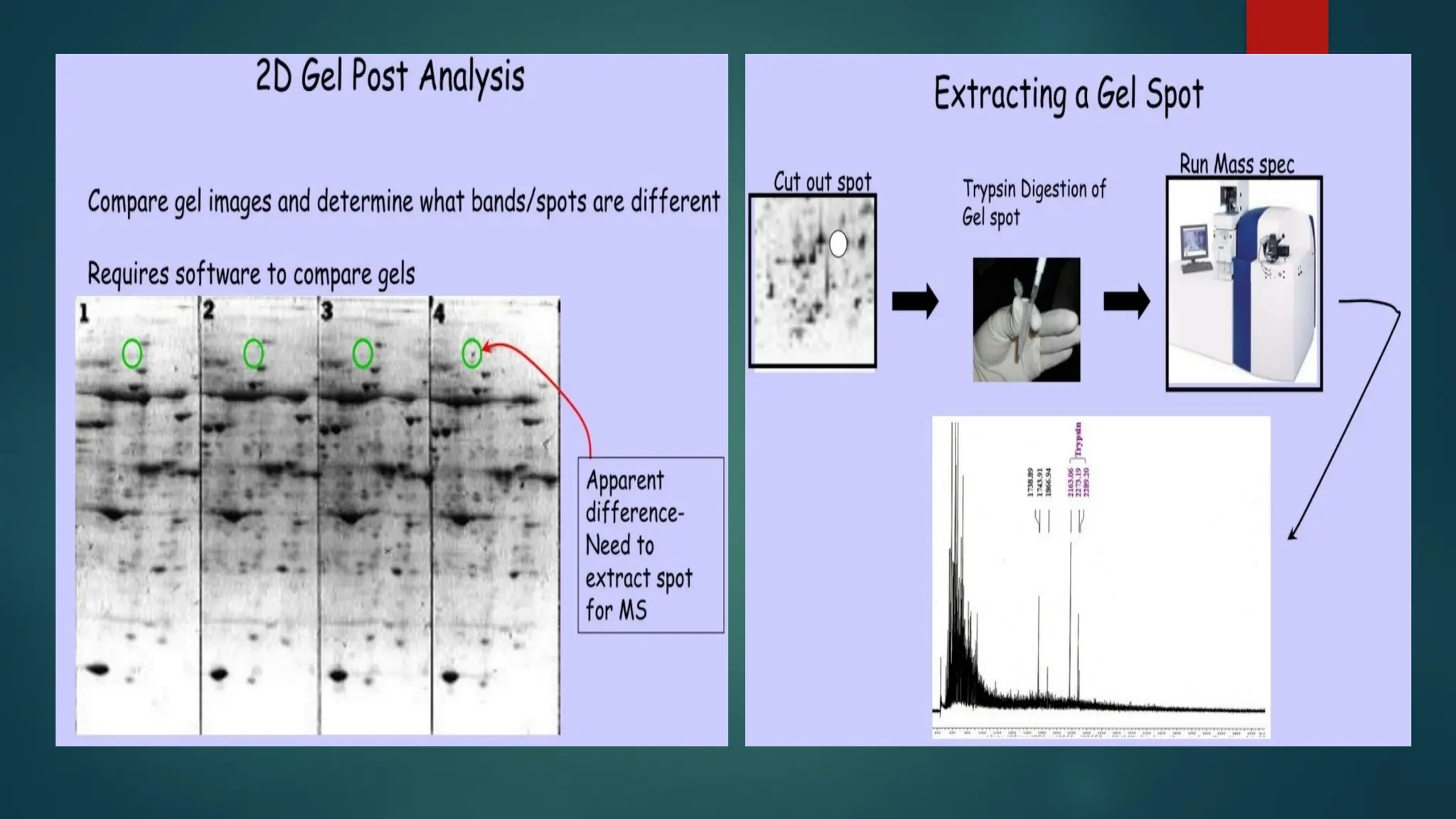 2-D gel Electrophoresis of proteinn.pptx