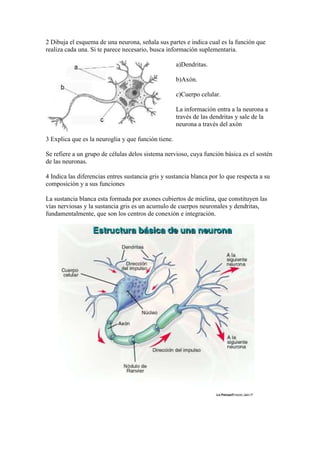 2 Dibuja el esquema de una neurona, señala sus partes e indica cual es la función que
realiza cada una. Si te parece necesario, busca información suplementaria.
a)Dendritas.
b)Axón.
c)Cuerpo celular.
La información entra a la neurona a
través de las dendritas y sale de la
neurona a través del axón
3 Explica que es la neuroglia y que función tiene.
Se refiere a un grupo de células delos sistema nervioso, cuya función básica es el sostén
de las neuronas.
4 Indica las diferencias entres sustancia gris y sustancia blanca por lo que respecta a su
composición y a sus funciones
La sustancia blanca esta formada por axones cubiertos de mielina, que constituyen las
vías nerviosas y la sustancia gris es un acumulo de cuerpos neuronales y dendritas,
fundamentalmente, que son los centros de conexión e integración.
 