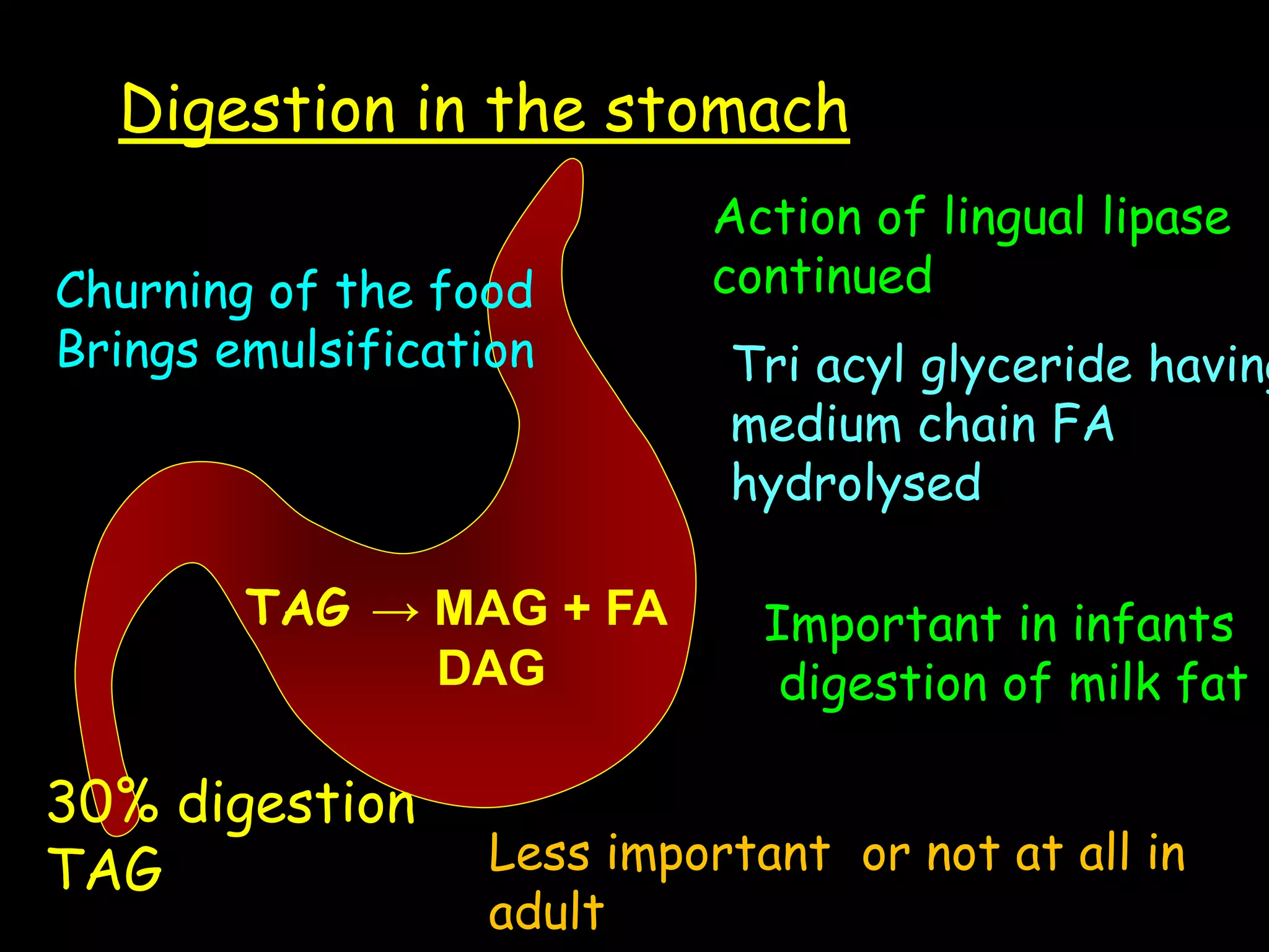 Digestion in the stomach
Churning of the food
Brings emulsification Tri acyl glyceride having
medium chain FA
hydrolysed
Action of lingual lipase
continued
TAG → MAG + FA
DAG
Important in infants
digestion of milk fat
Less important or not at all in
adult
30% digestion
TAG
 
