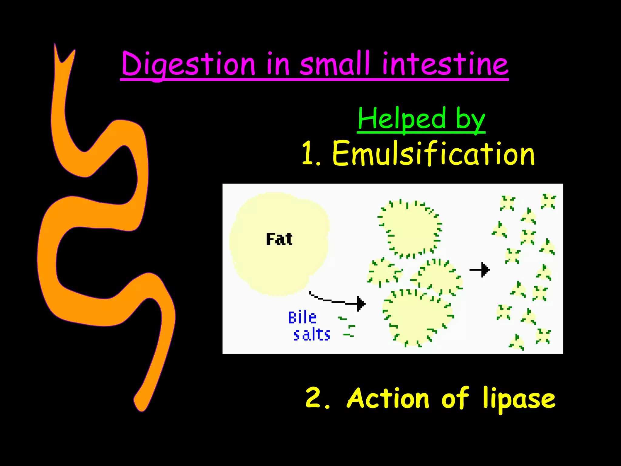 Digestion in small intestine
Helped by
1. Emulsification
2. Action of lipase
 
