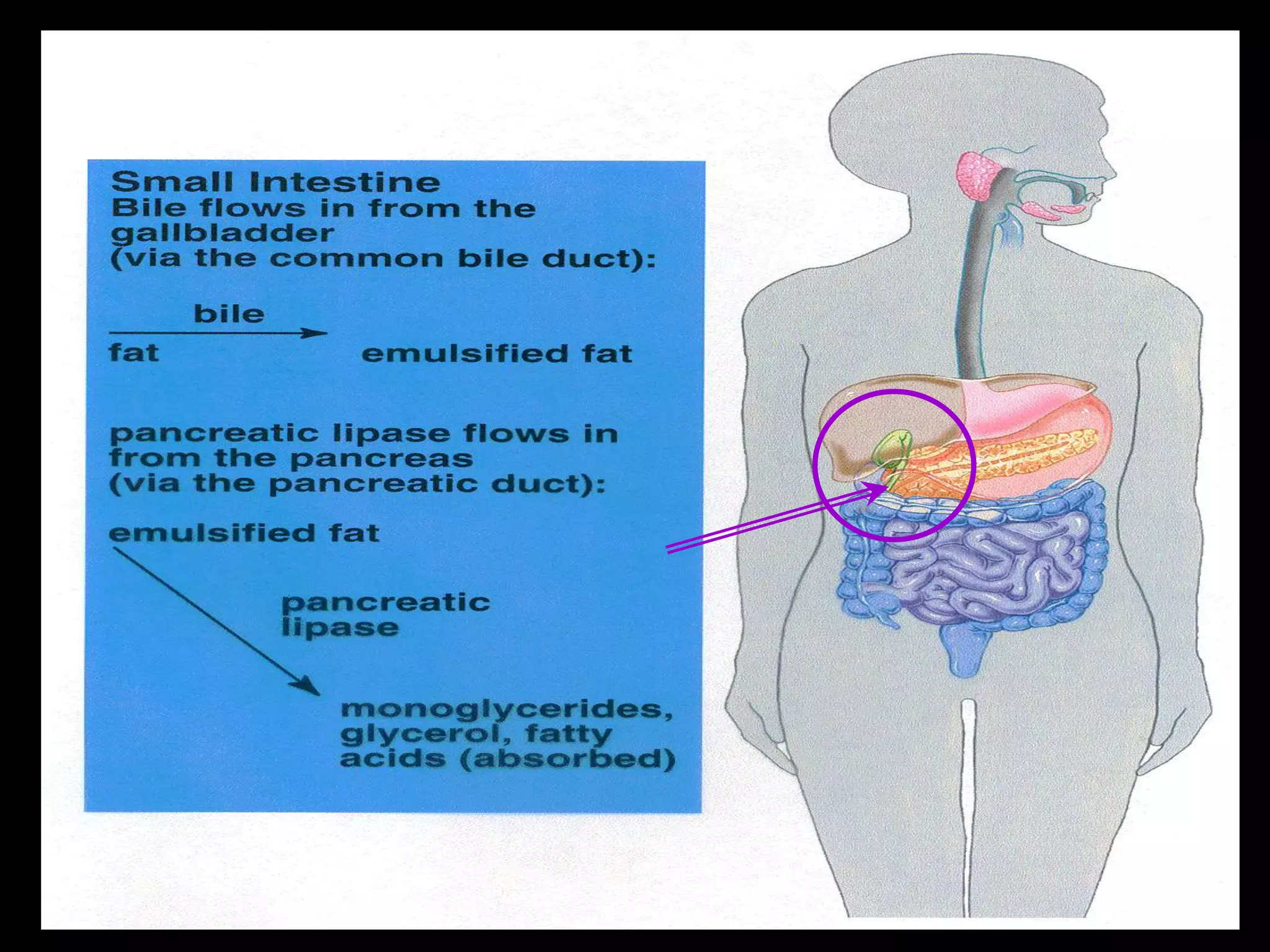 LIPID DIGESTION AND ABSORPTION
.
 