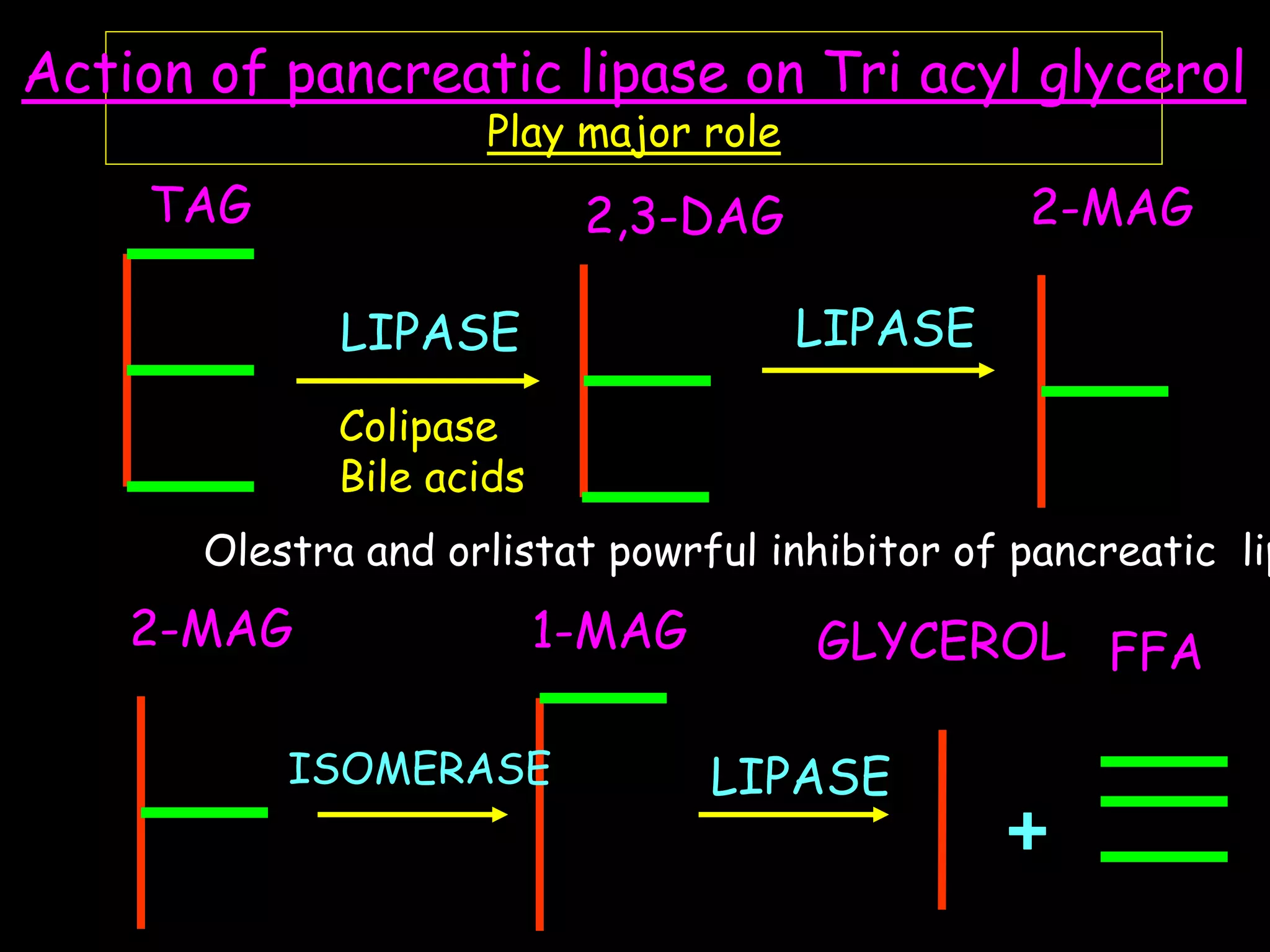 ACTION OF ESTERASES
PANCREATIC ESTERASE
FFA
CHOLESTEROL ESTERASES
TAG 2,3-DAG 2-MAG
1-MAG GLYCEROL FFA2-MAG
LIPASE LIPASE
ISOMERASE LIPASE

Action of pancreatic lipase on Tri acyl glycerol
Play major role
Colipase
Bile acids
Olestra and orlistat powrful inhibitor of pancreatic lip
 