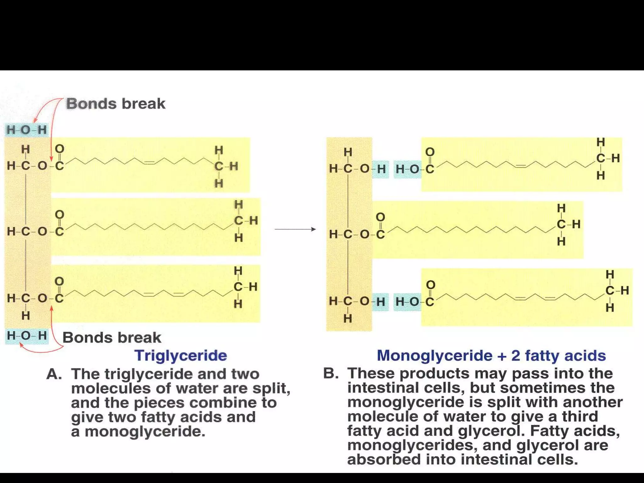 ACTION OF PACREATIC LIPASES
 