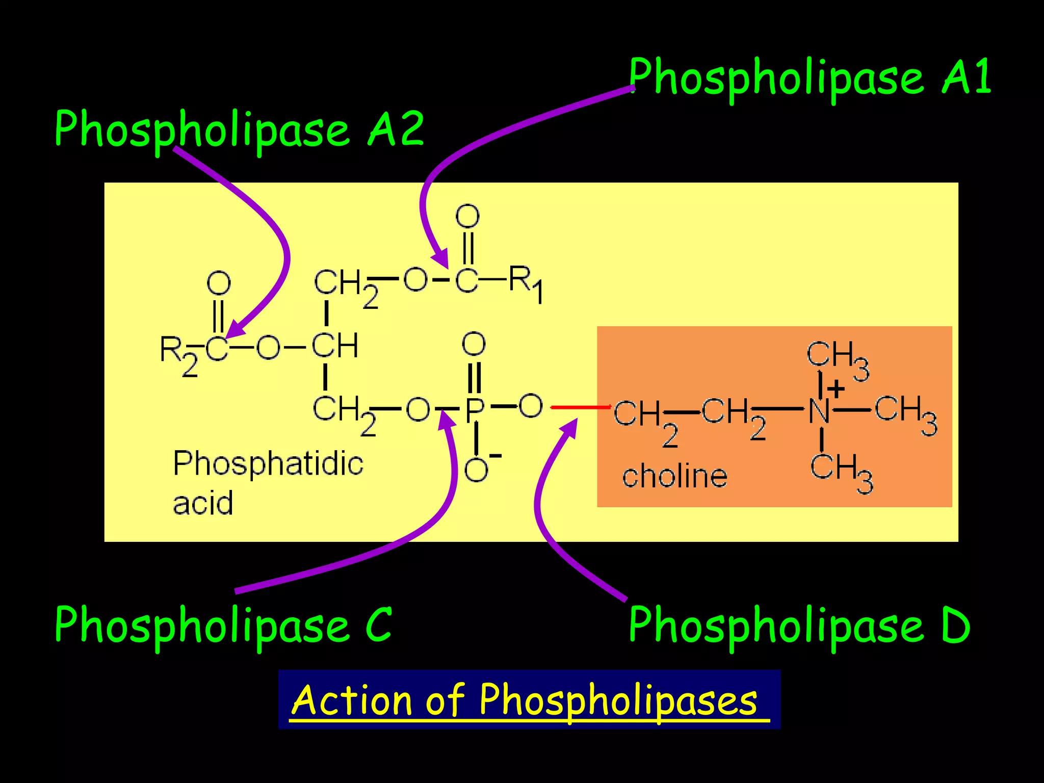 Phospholipase A1
Phospholipase A2
Phospholipase C Phospholipase D
Action of Phospholipases
 