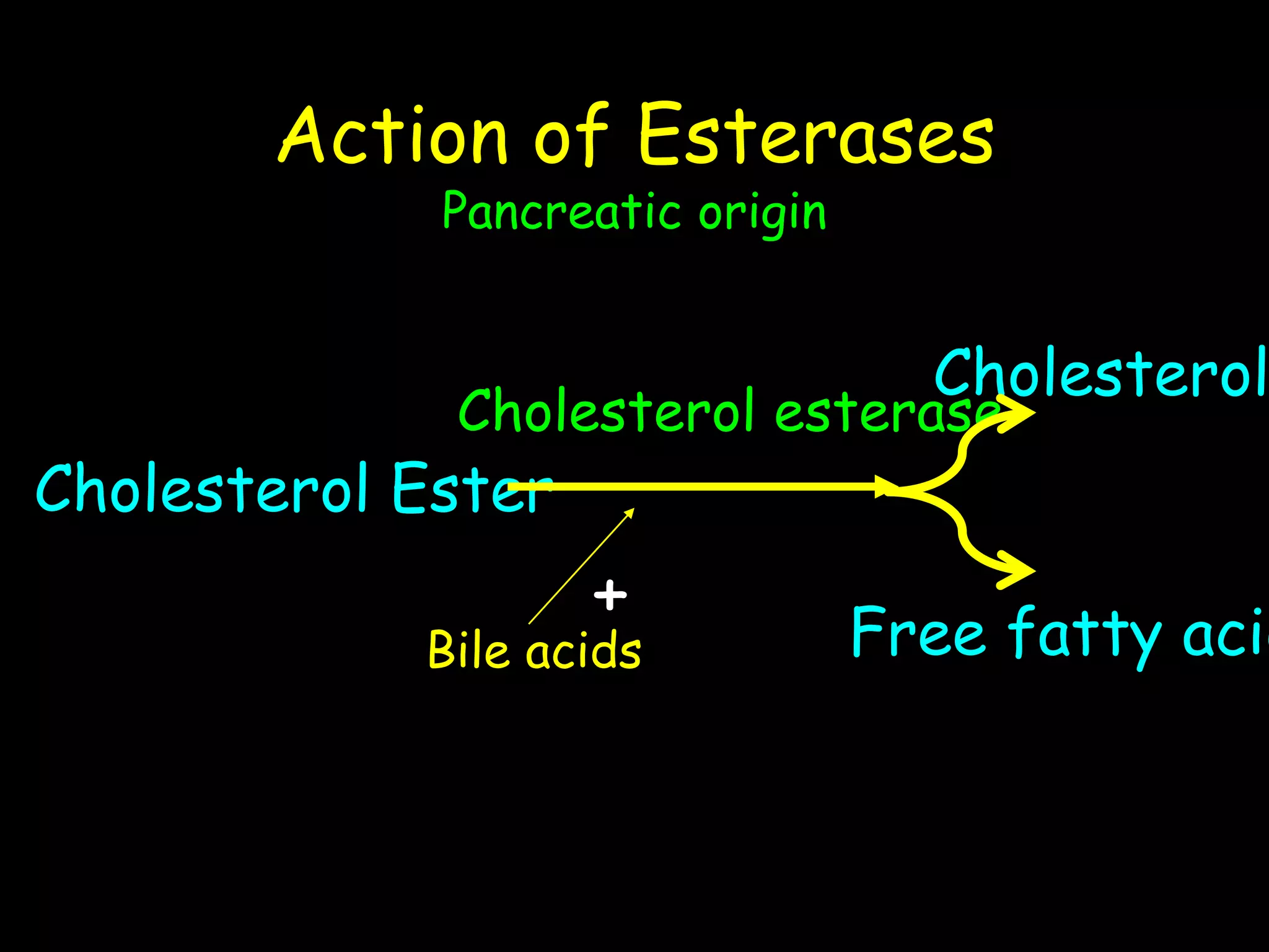 Action of Esterases
Pancreatic origin
Cholesterol Ester
Cholesterol
Free fatty acid
Cholesterol esterase
Bile acids
+
 