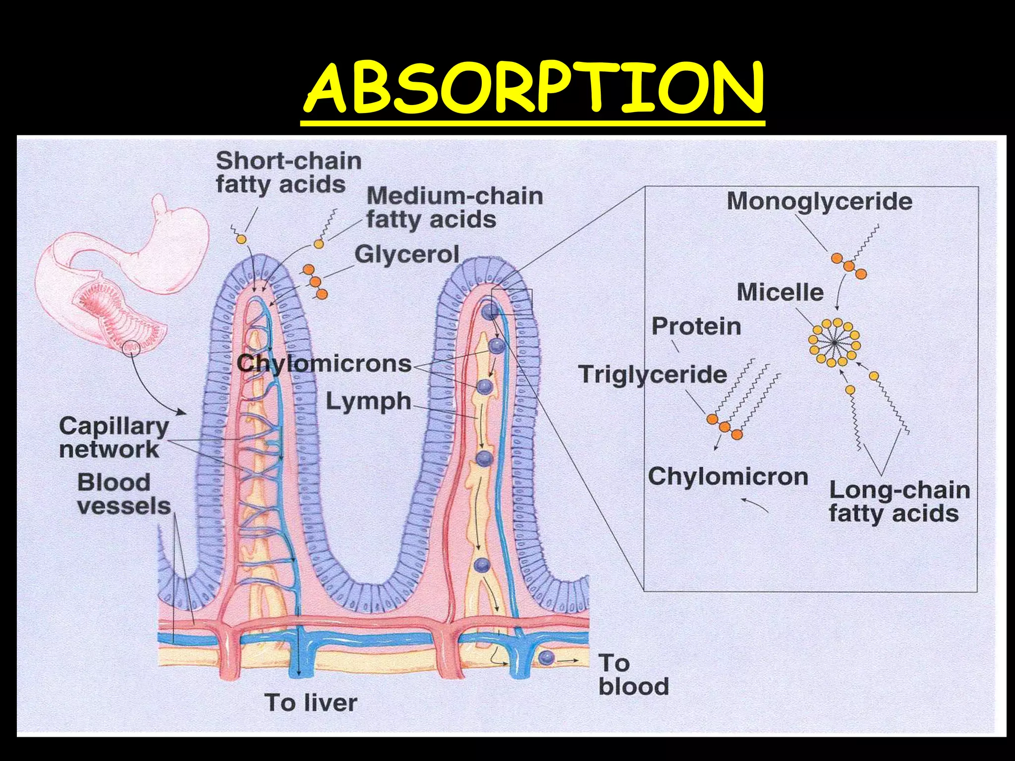 ABSORPTION
 