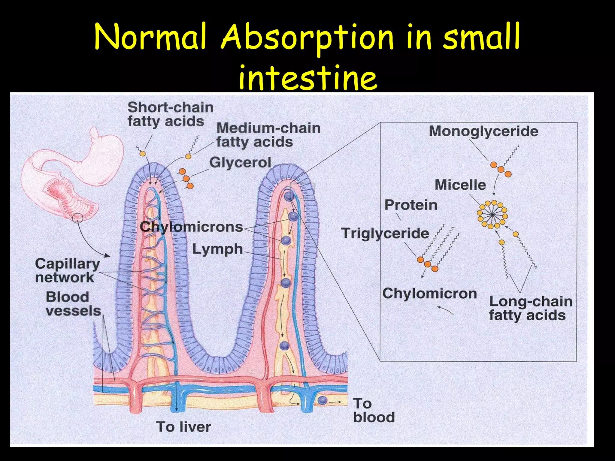 Normal Absorption in small
intestine
 