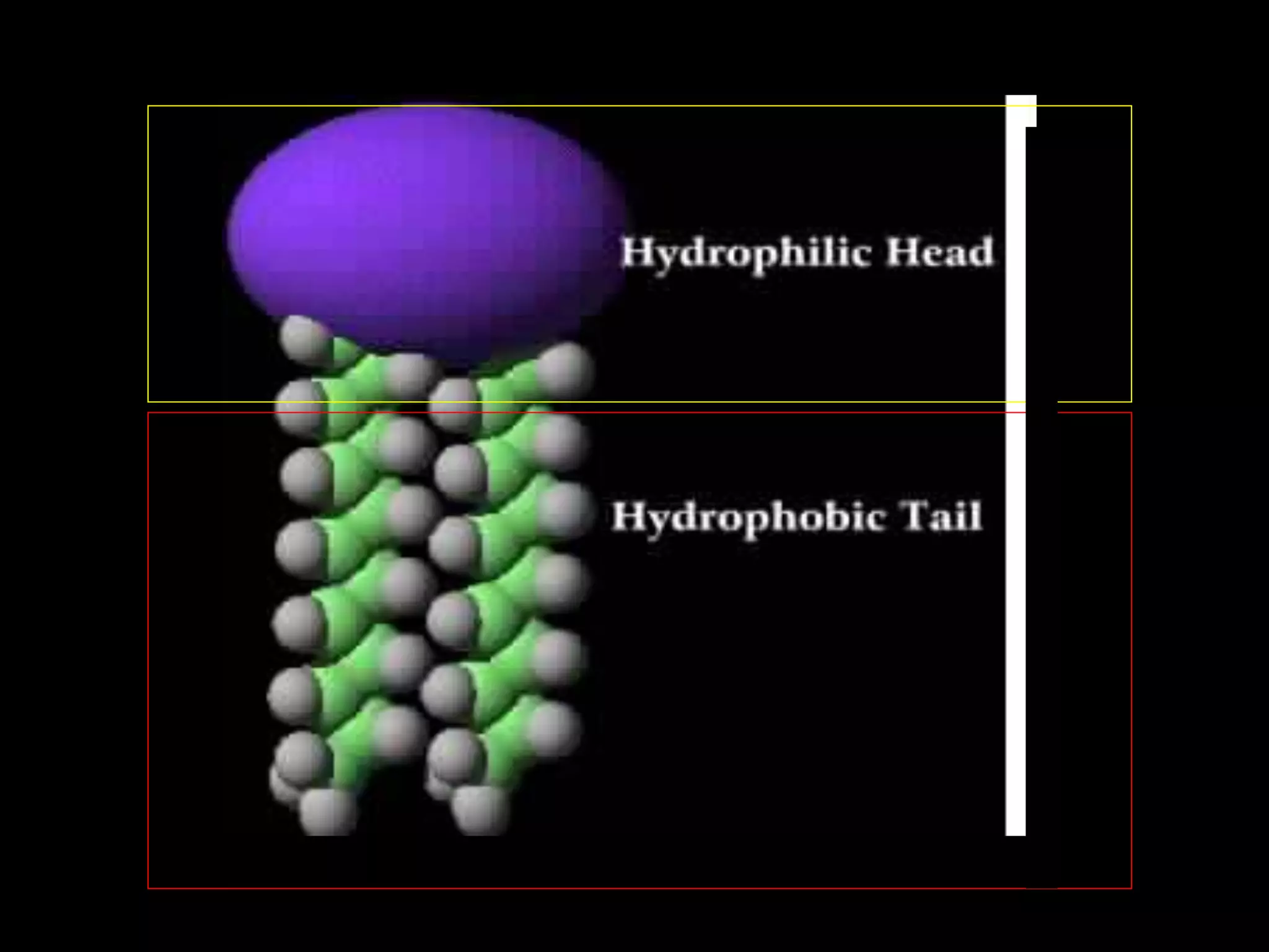 STRUCTURE OF A LIPID
 