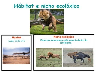 Hábitat e nicho ecolóxico
Hábitat
Lugar onde vive
Nicho ecolóxico
Papel que desempeña unha especie dentro do
ecosistema
 