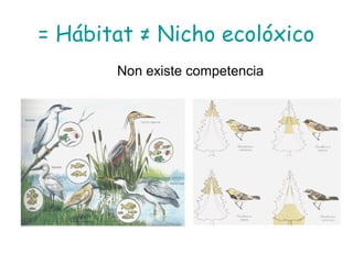 = Hábitat ≠ Nicho ecolóxico
Non existe competencia
 